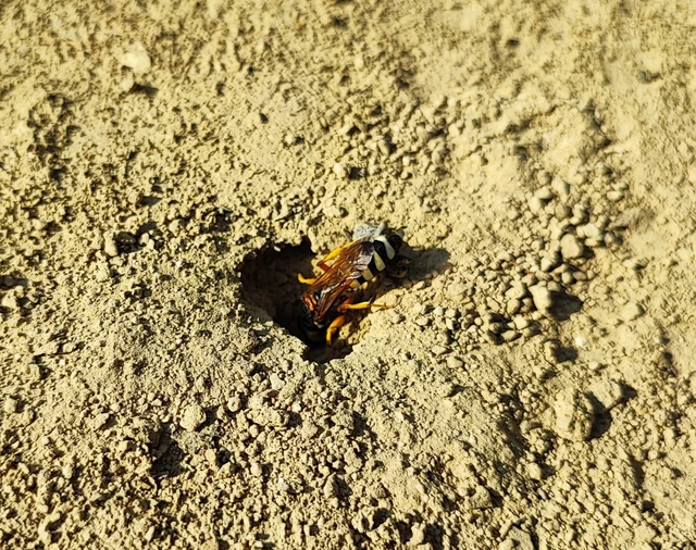 Hymenoptera - Hártyásszárnyúak Hymenoptera - Hártyásszárnyúak