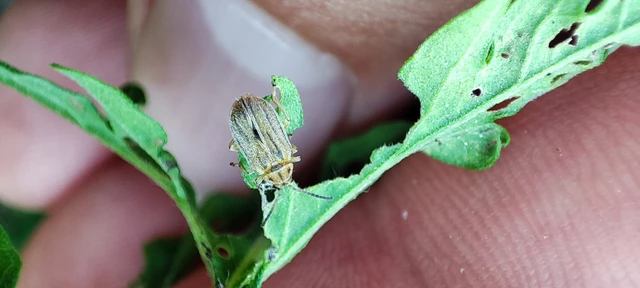 Ophraella communa - parlagfű-olajosbogár Ophraella communa - parlagfű-olajosbogár