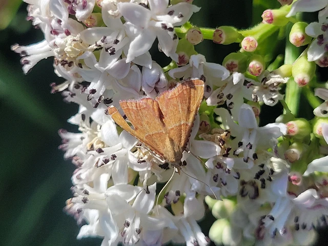 Endotricha flammealis - tüzesszárnyú fényilonca
