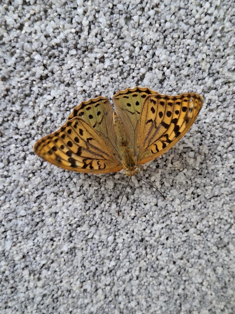 Argynnis pandora - zöldes gyöngyházlepke