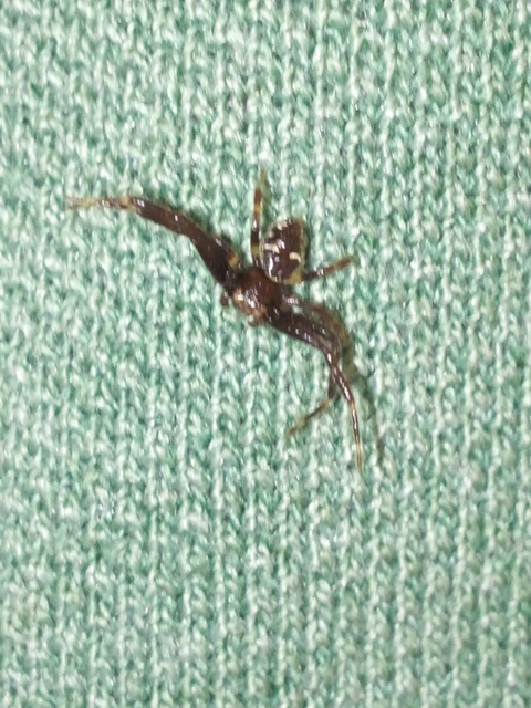 Araneae - Pókok