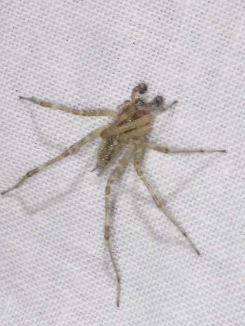 Araneae - Pókok