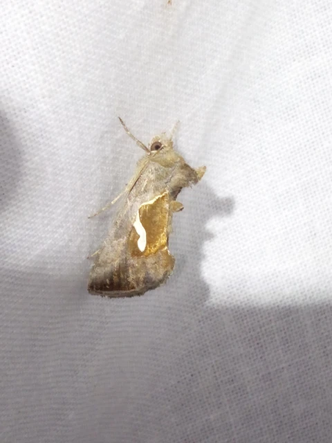 Macdunnoughia confusa - cseppfoltos ezüstbagoly