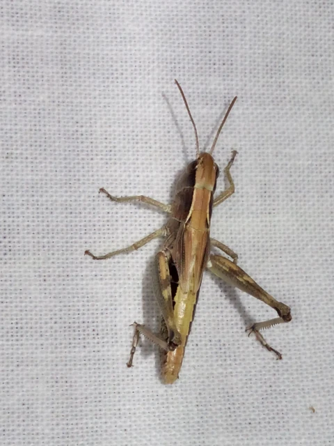 Orthoptera - Egyenesszárnyúak