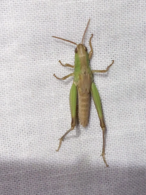 Orthoptera - Egyenesszárnyúak