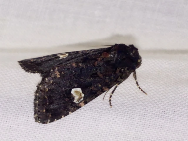 Melanchra persicariae - fehérfoltos kertibagoly