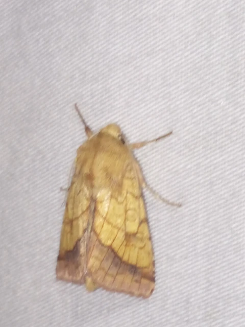 Pyrrhia umbra - iglicebagoly