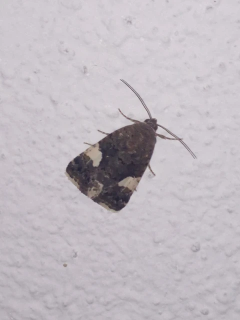 Tyta luctuosa - fekete nappalibagoly