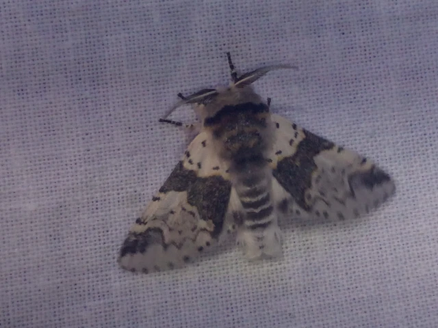Furcula bicuspis - apáca-púposszövő