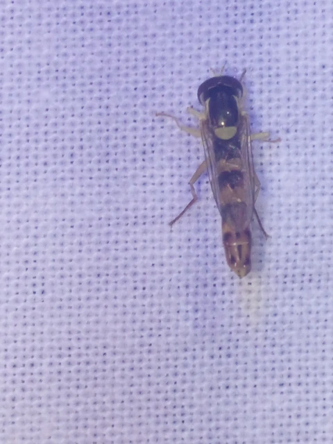Diptera - Kétszárnyúak Diptera - Kétszárnyúak