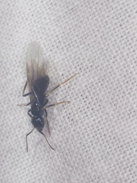 Lasius fuliginosus - kartonépítő fahangya Lasius fuliginosus - kartonépítő fahangya