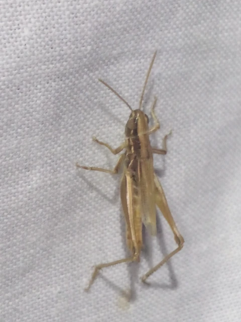 Orthoptera - Egyenesszárnyúak