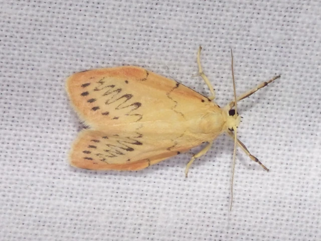 Miltochrista miniata - piros medvelepke
