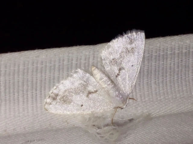 Lomographa temerata - foltos fehéraraszoló