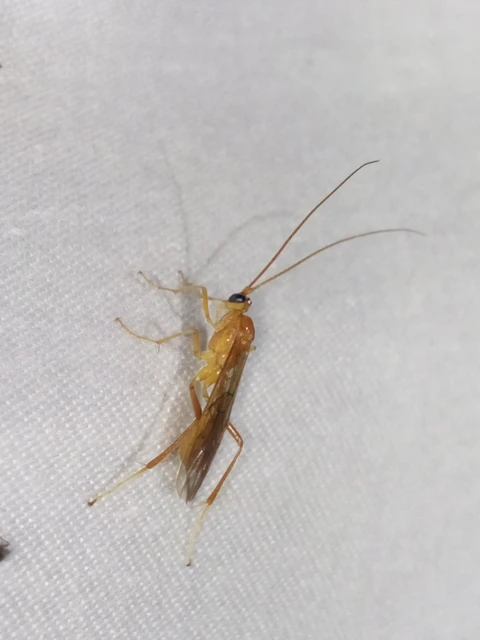 Hymenoptera - Hártyásszárnyúak Hymenoptera - Hártyásszárnyúak