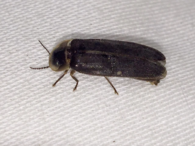 Lampyris noctiluca - nagy szentjánosbogár