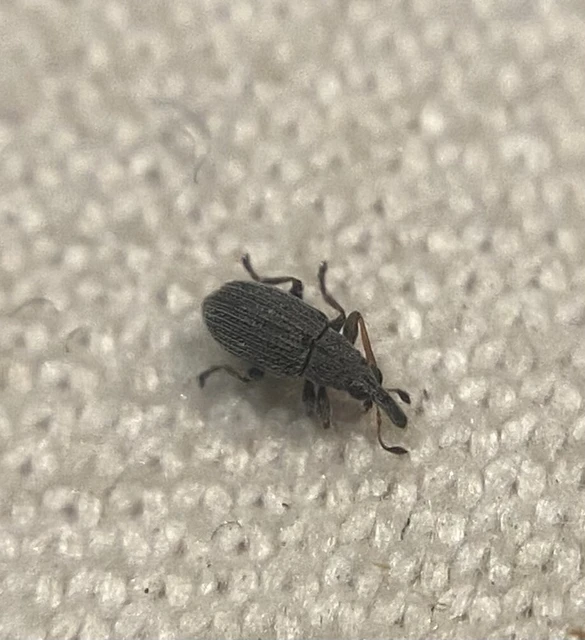 Squamapion flavimanum - kis menta-cickányormányos
