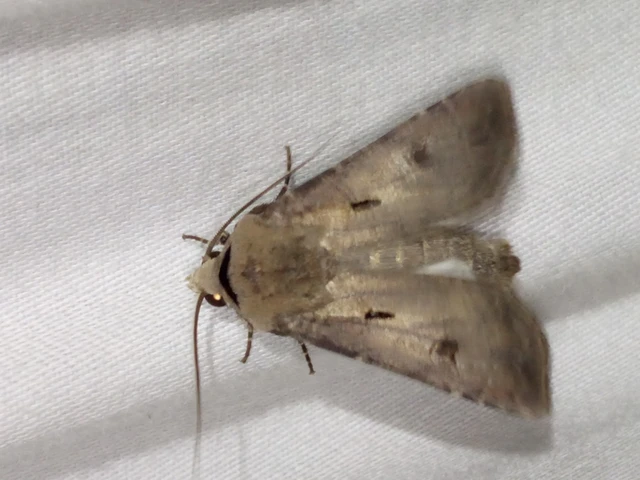 Agrotis exclamationis - felkiáltójeles földibagoly