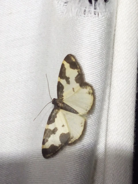 Lomaspilis marginata - szegélyes nyárfaaraszoló