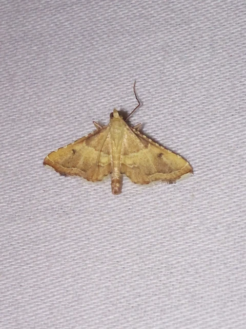 Endotricha flammealis - tüzesszárnyú fényilonca