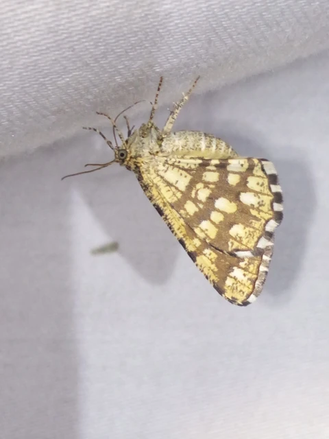 Chiasmia clathrata - rácsos rétiaraszoló