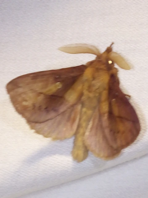 Euthrix potatoria - szomjas pohók