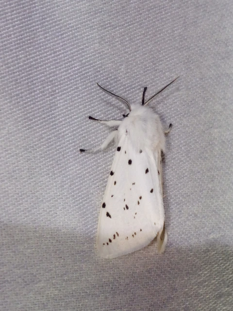 Spilosoma lubricipedum - tejszínű medvelepke