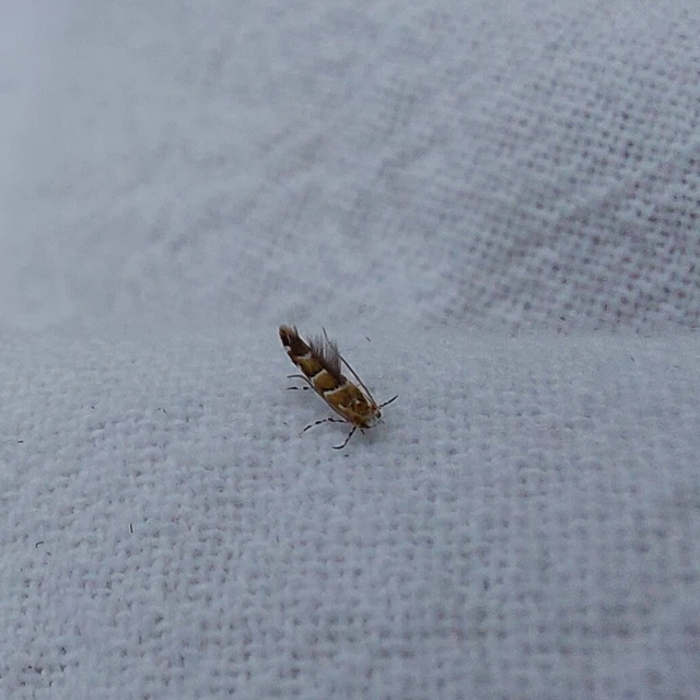 Microlepidoptera - Molylepkék
