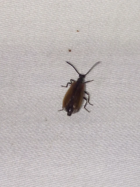 Coleoptera - Bogarak