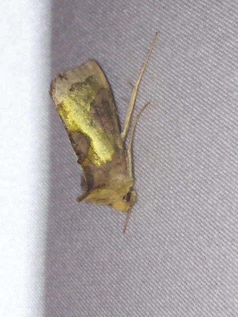 Diachrysia chrysitis/stenochrysis