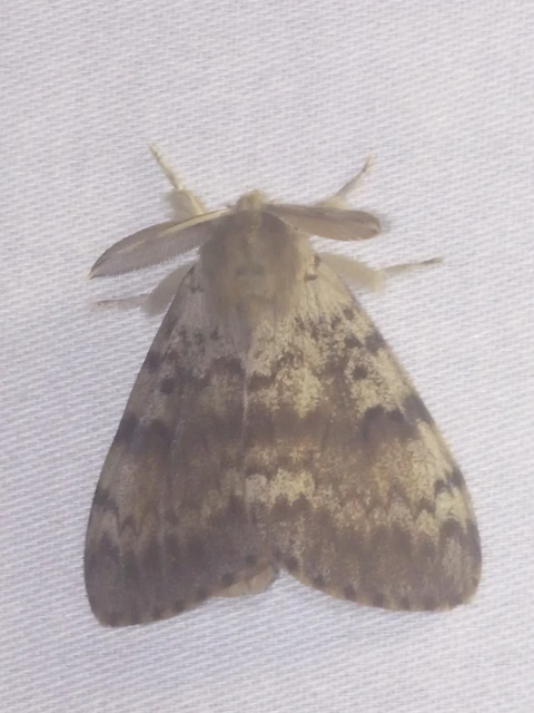 Lymantria dispar - gyapjaslepke