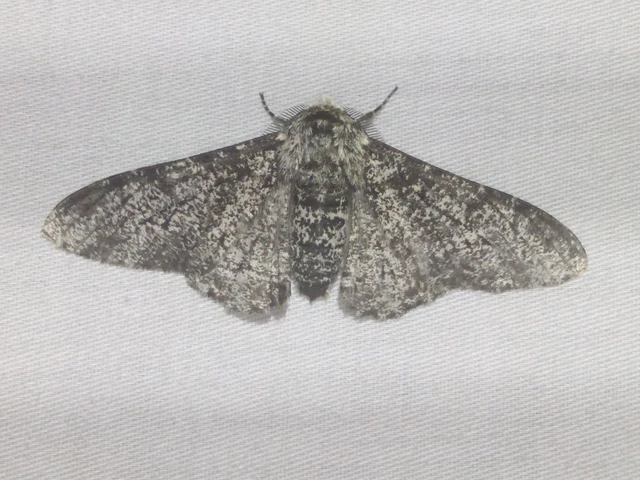 Biston betularia - szürkepettyes araszoló