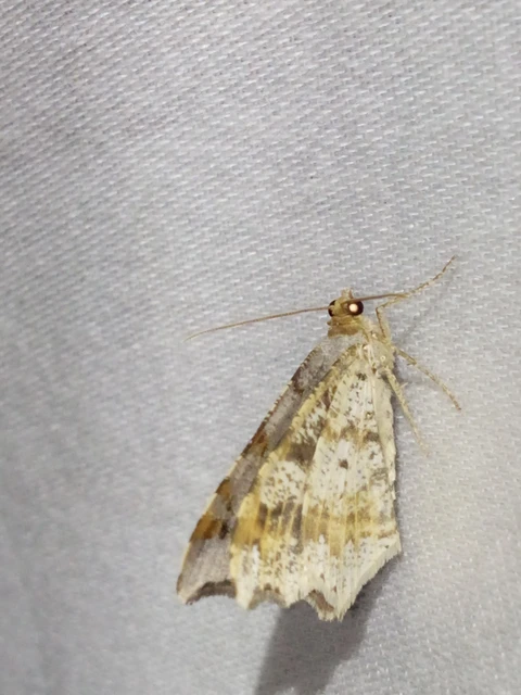 Macaria alternata - közönséges szürkearaszoló