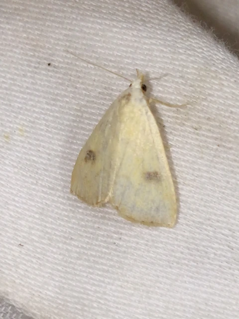 Rivula sericealis - selymes lórombagoly