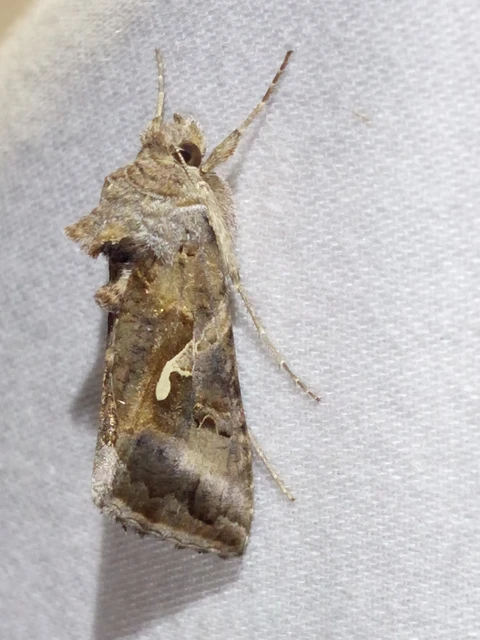 Autographa gamma - gammalepke