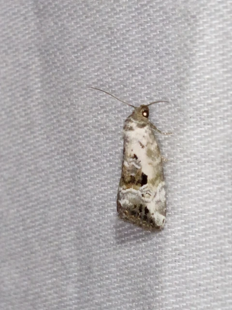 Hapalotis venustula - rózsaszínű mázasbagoly