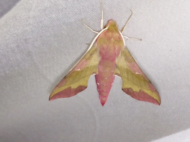 Deilephila porcellus - piros szender