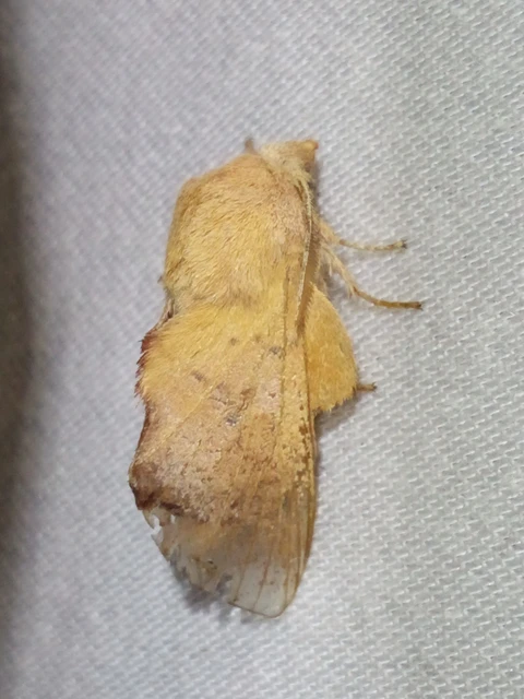 Phyllodesma tremulifolia - nyárlevélpohók
