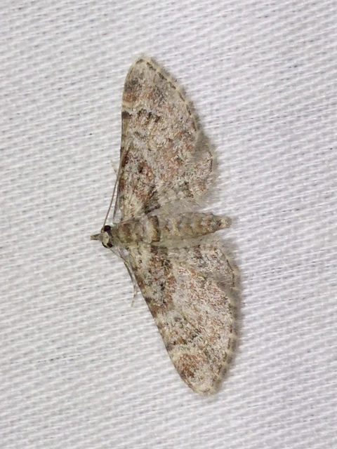 Gymnoscelis rufifasciata - vöröscsíkos törpearaszoló
