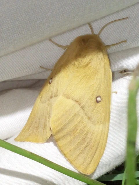 Lasiocampa quercus - tölgyfaszövő