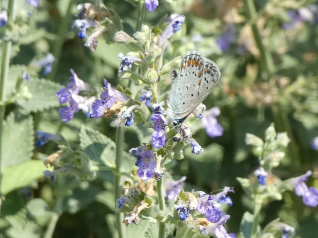 Polyommatus icarus - közönséges boglárka