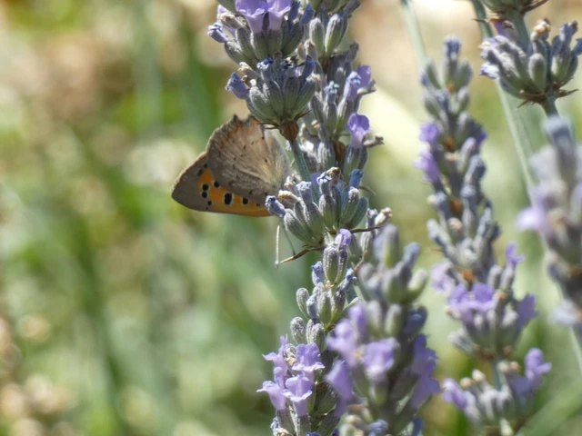 Lycaena phlaeas - közönséges tűzlepke