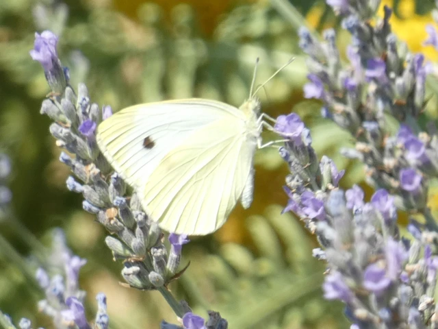 Pieris rapae - répalepke