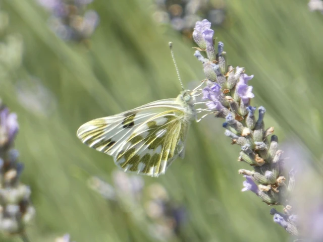 Pontia edusa - rezedalepke