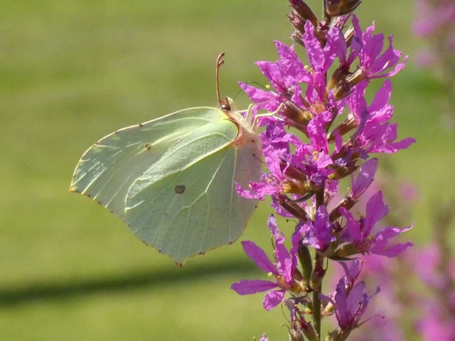 Gonepteryx rhamni - citromlepke