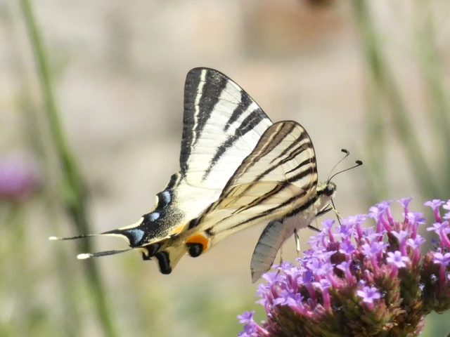 Iphiclides podalirius - kardoslepke