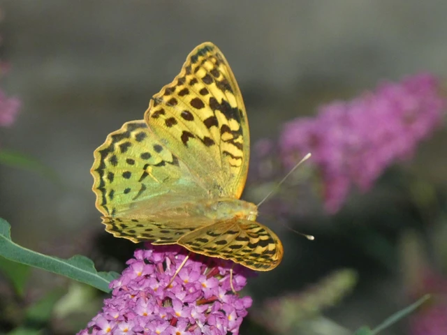 Argynnis pandora - zöldes gyöngyházlepke