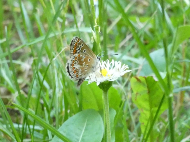 Aricia agestis - szerecsenboglárka