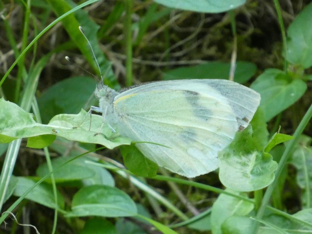 Pieris brassicae - káposztalepke