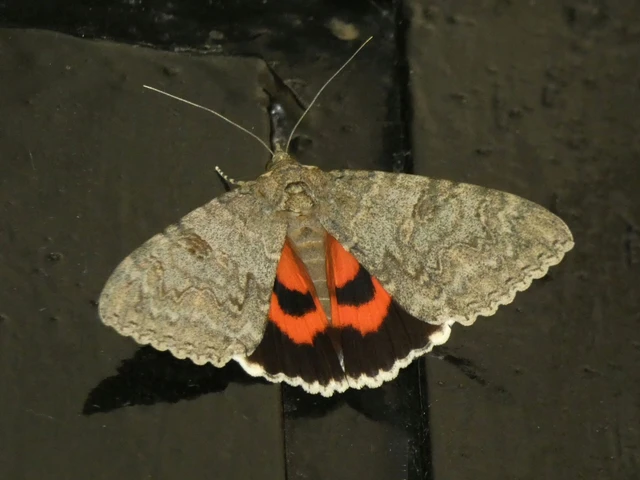 Catocala nupta - piros övesbagoly